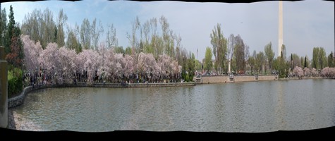 Wide panorama picture of cherry blossoms looking north from Kutz Bridge.