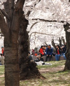 Washington D.C. Cherry Blossom 2011